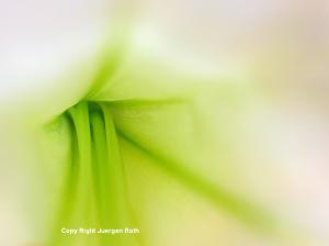Abstract Flower Photography Artwork
